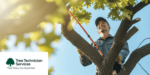 Professional Tree Technician at Work